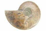 Cut & Polished Ammonite Fossil (Half) - Madagascar #223151-1